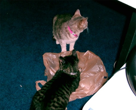Curious Cats